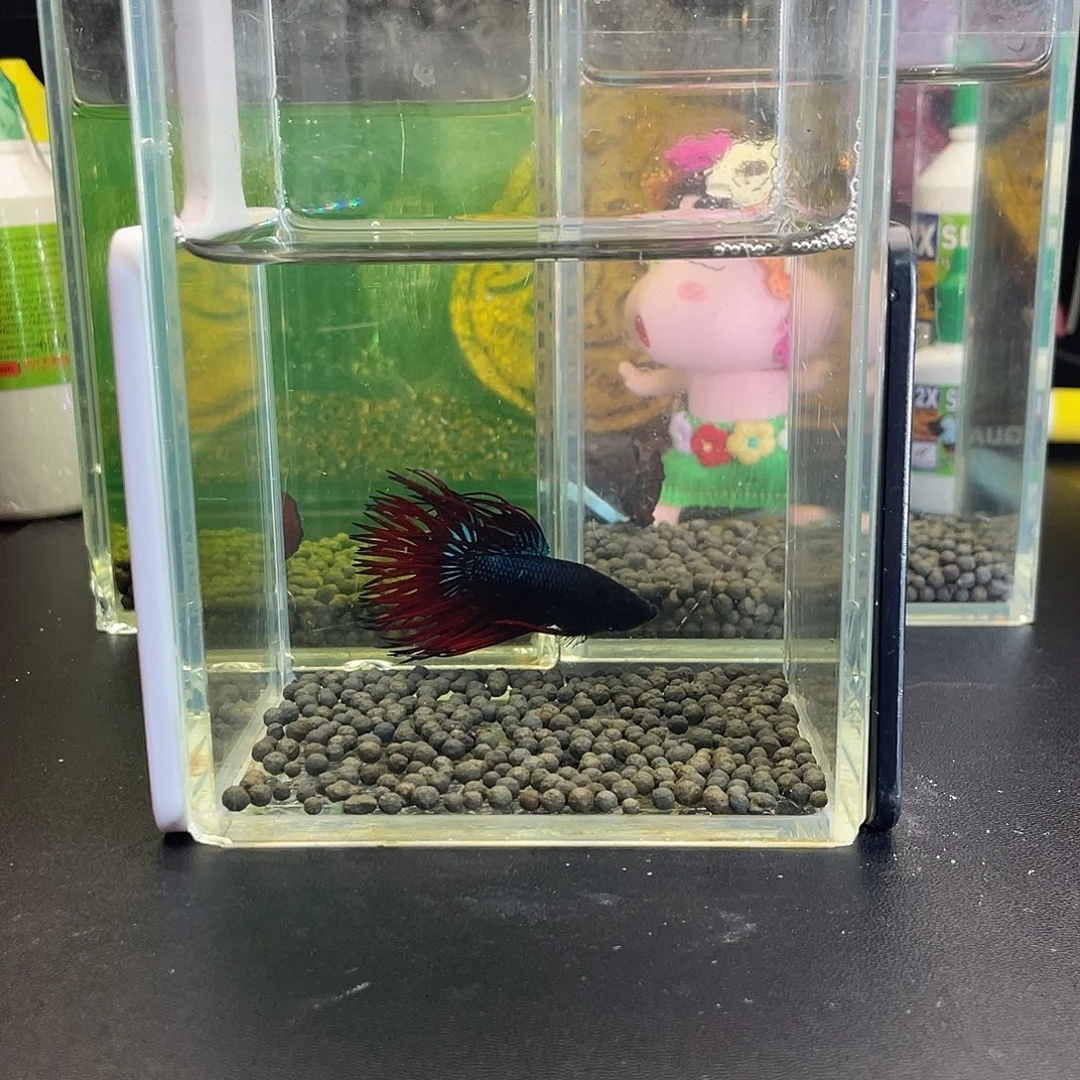 斗鱼30号1029早黑毒