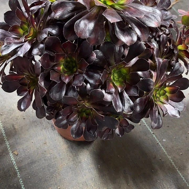 多肉植物晚霞锦……