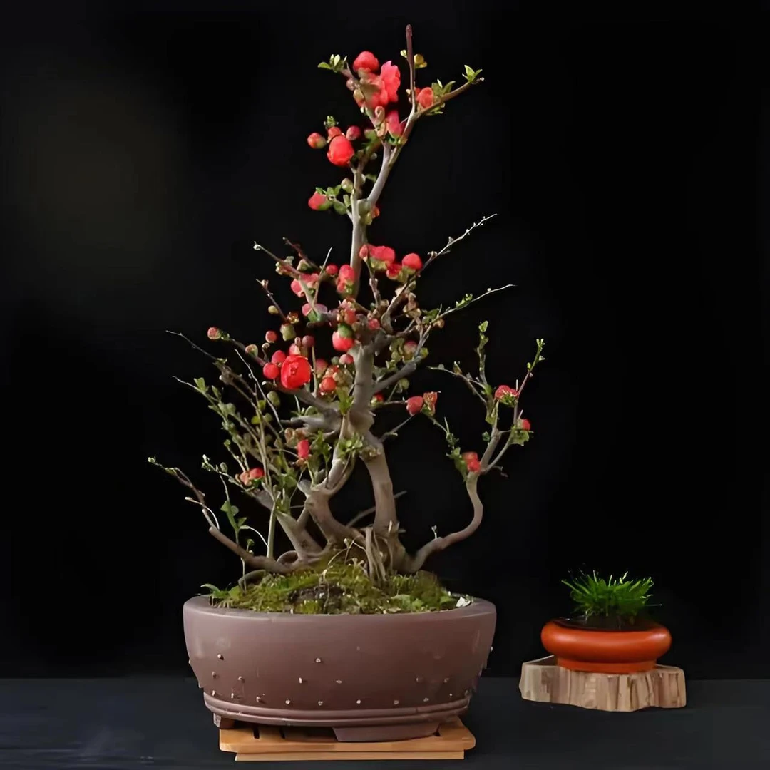 【原生】世界一海棠花耐寒植物