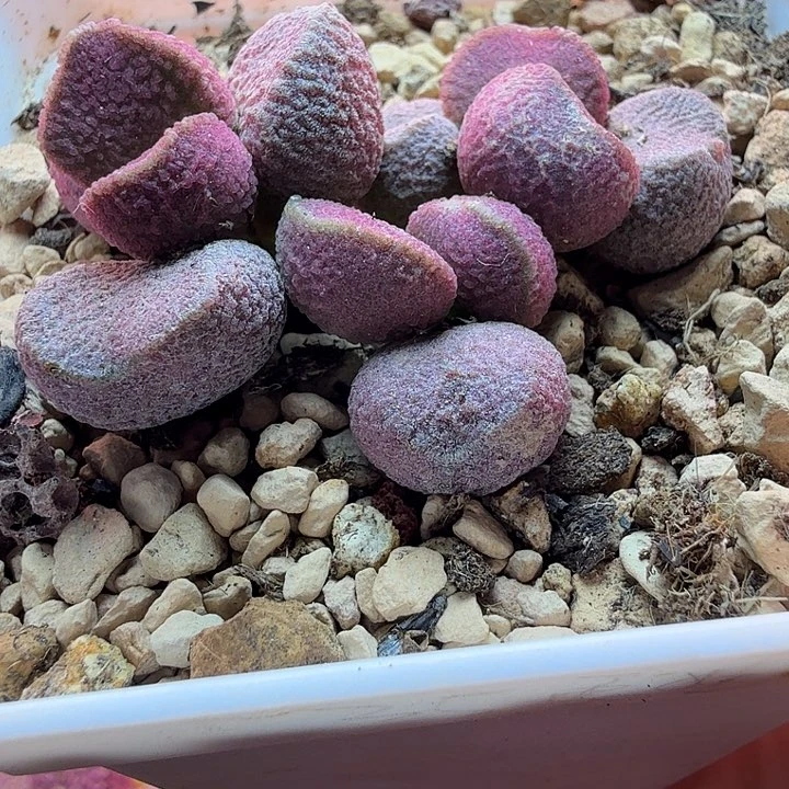 ****球水蜜桃的味道真的很好