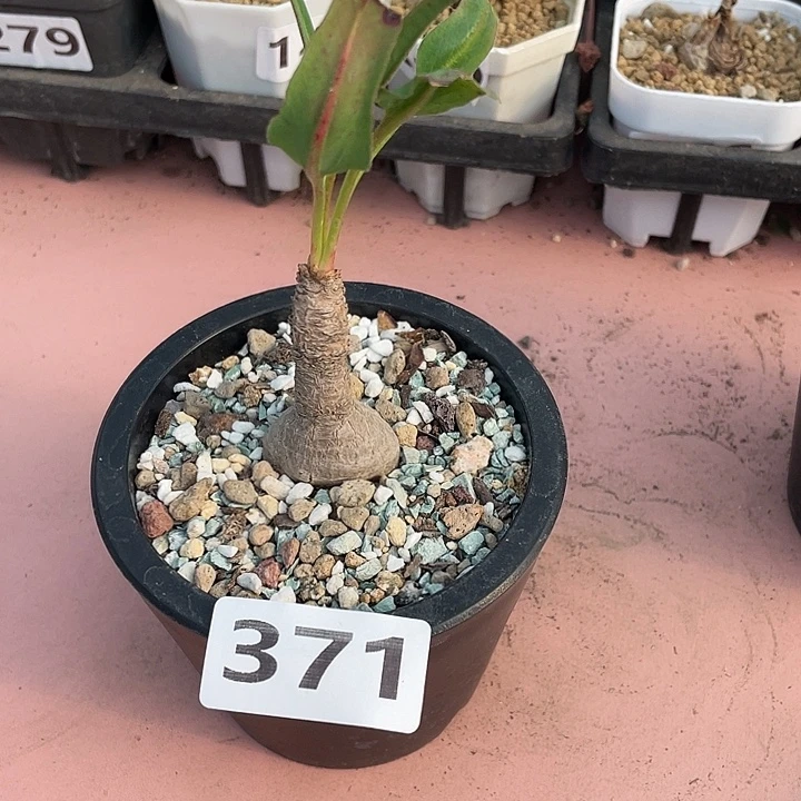 371产地土拨鼠大戟