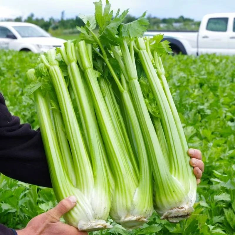 【全店任意满5包包邮】四季西芹种子蔬菜