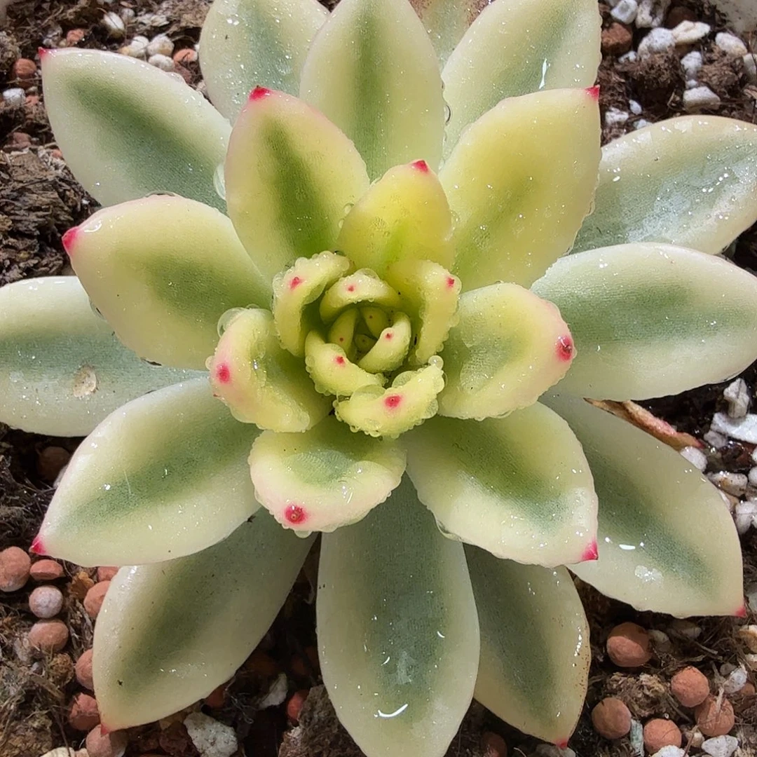 包***抠800东云锦，宽覆轮锦