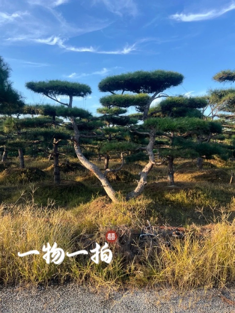 别墅庭院景观松黑松源头基地造型园林绿化老桩斜飘临水（一物一拍）