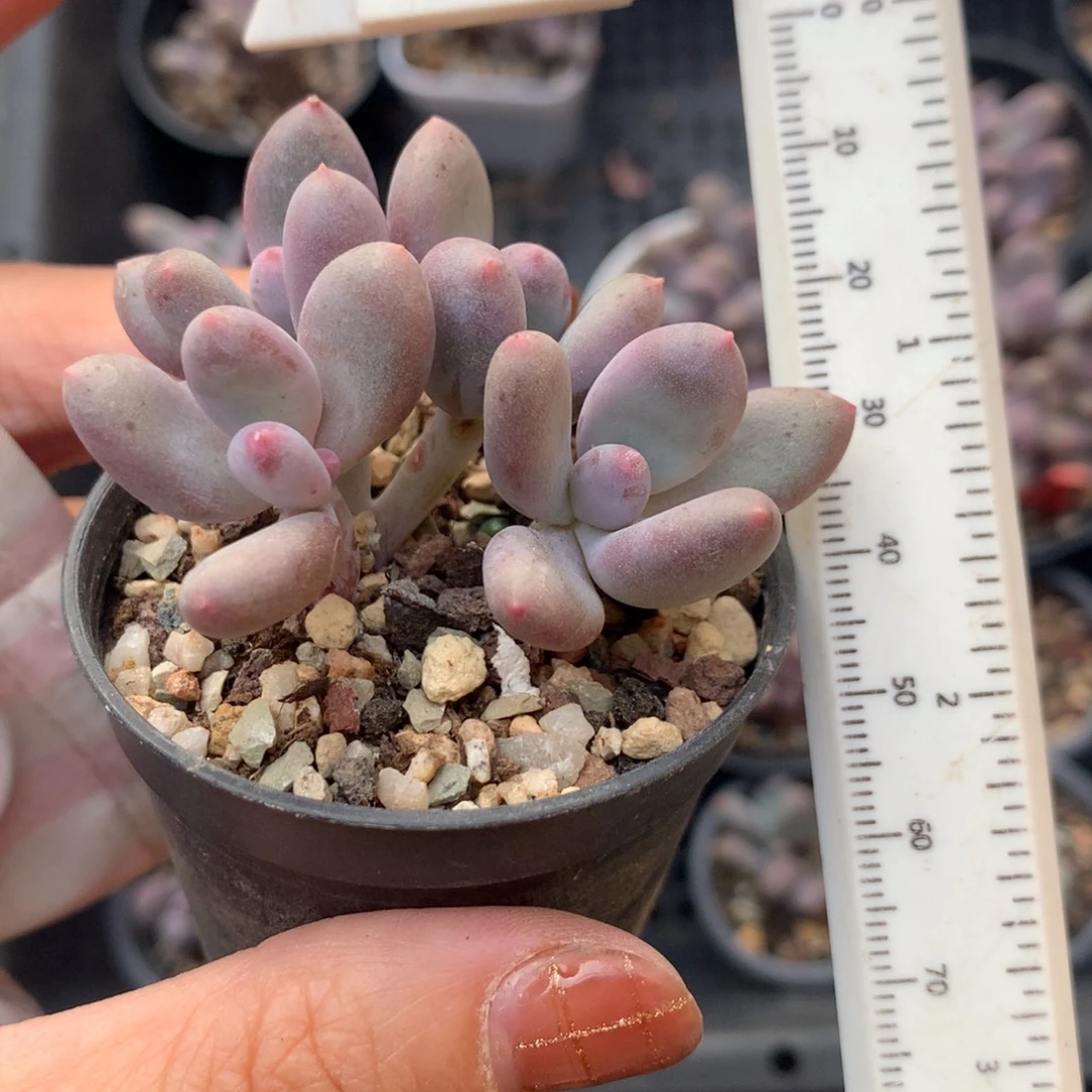 彩虹哈狗和后给哈更尴尬