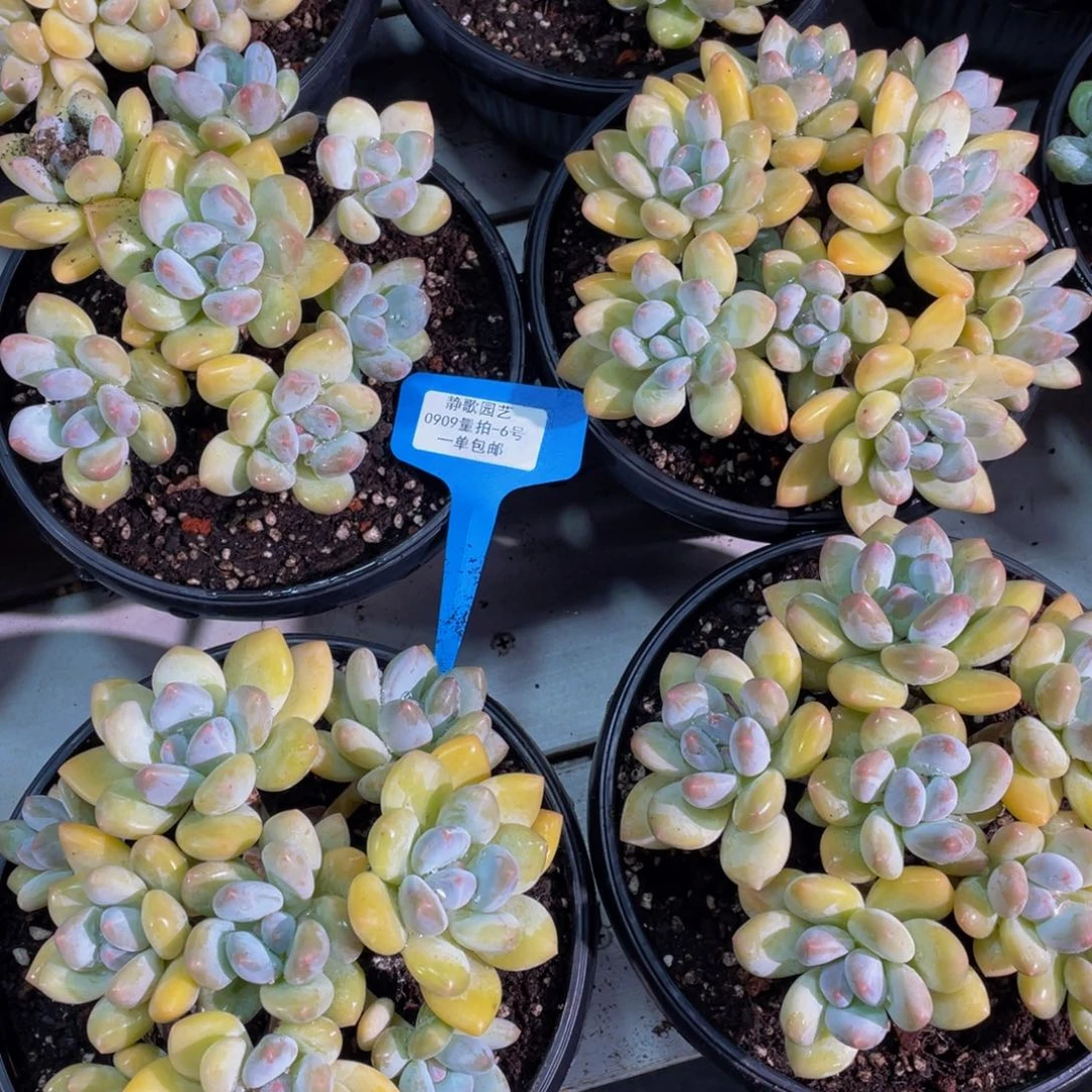 0909-6-高桩手捧花香水一颗