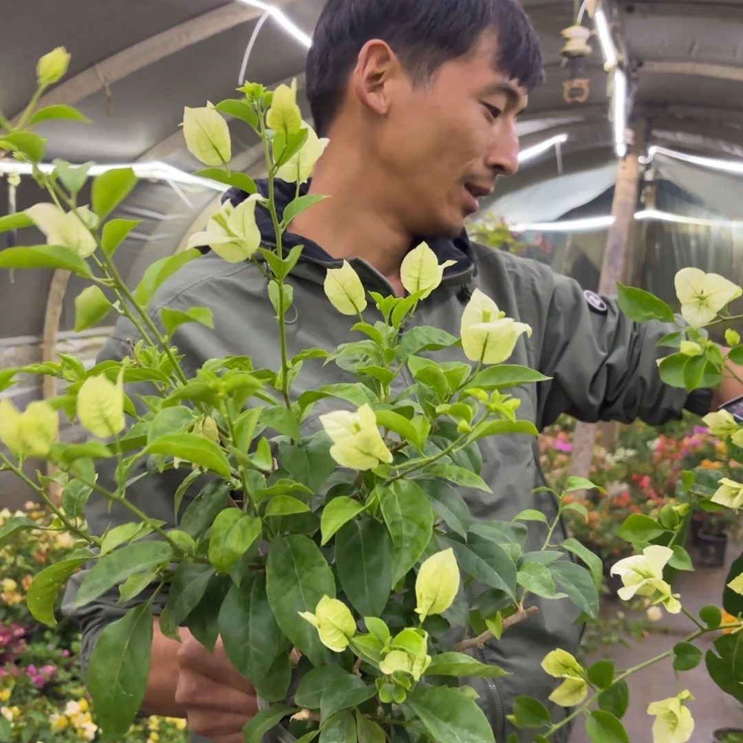 完全开放（白赛弗里）三角梅会落花落叶会光杆苗有大有小