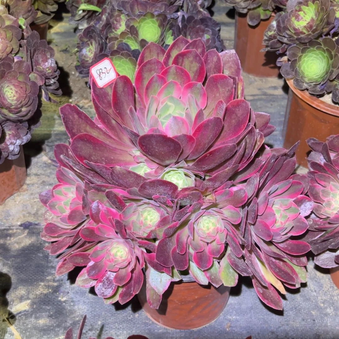 832多肉植物女妖