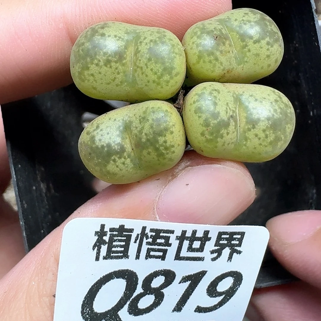 多肉植物的润泽和fg