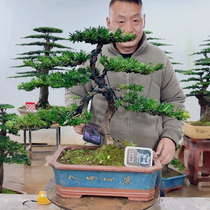 无花朵盆景园林……