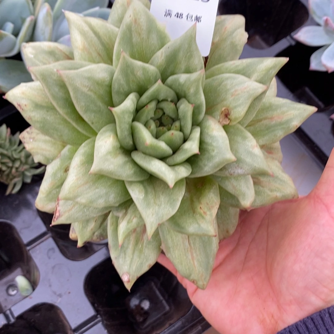 林肯单头多肉多肉025