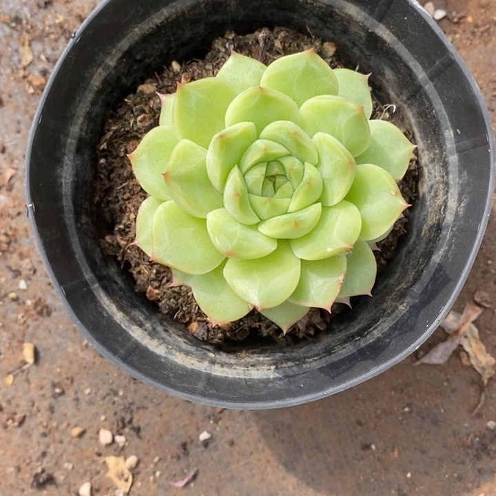 S***o精品多肉植物1107