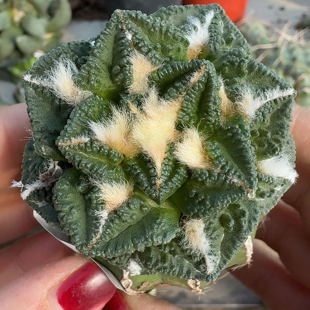 无花朵欧系大尤螺旋辛顿527