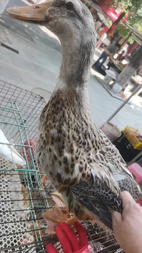 [盛源精选]鄱阳湖放养原生态红烧麻鸭新鲜净膛现杀冷链真空包装