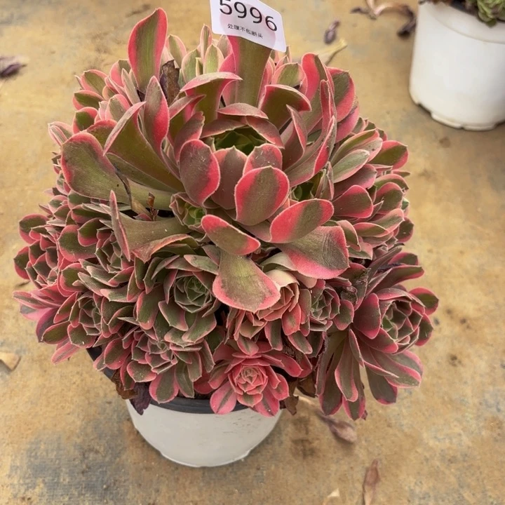 妖月多肉处理不包断头5996