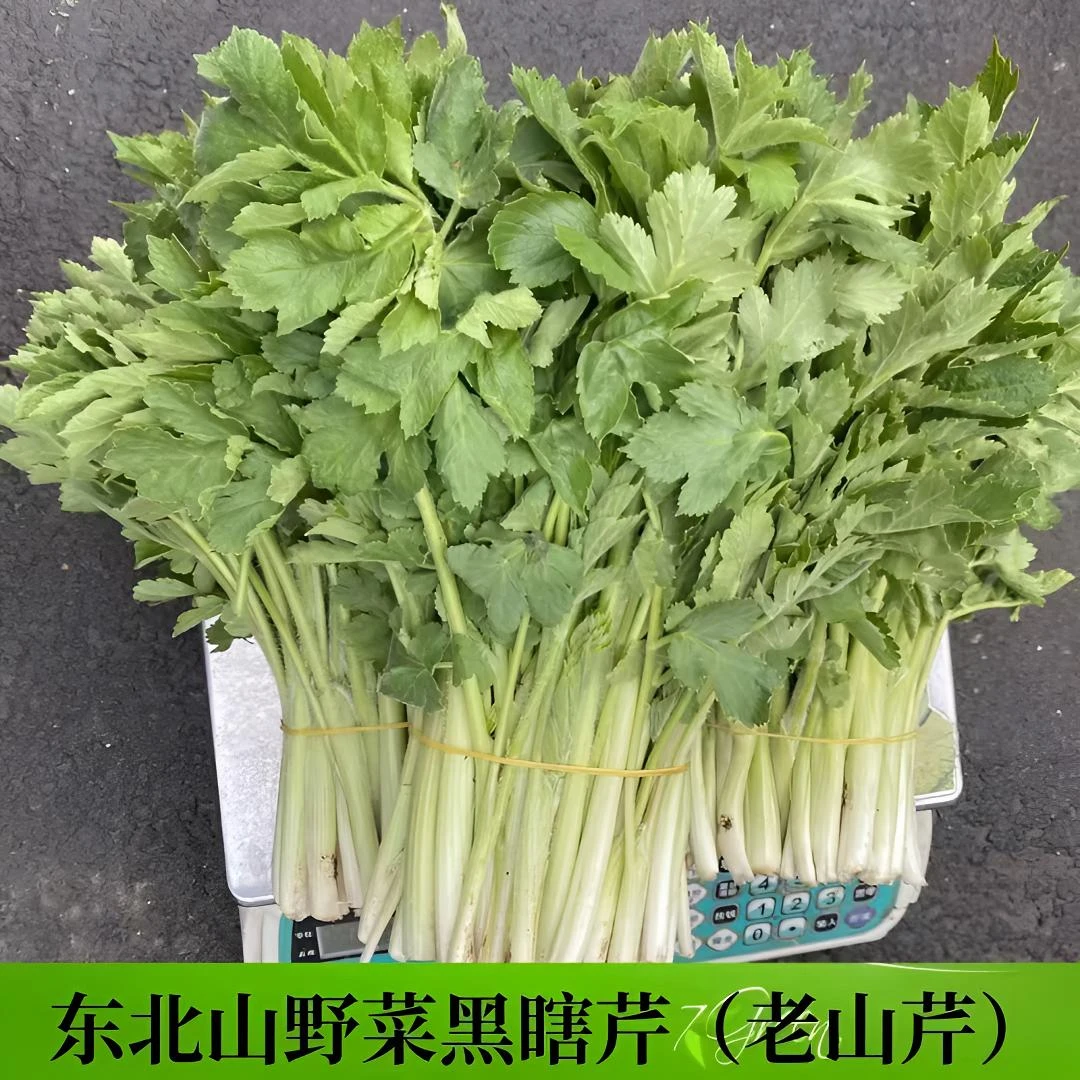 东北野生老长芹3斤（老桑芹）（包饺子 凉拌）