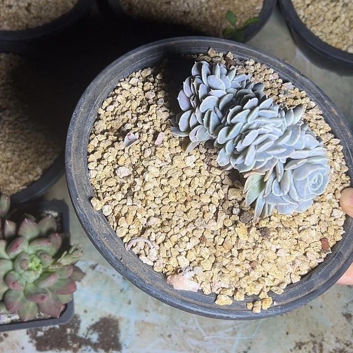 汉堡群生缀化多肉