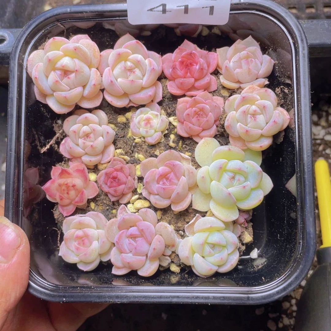 多肉植物多肉植物411