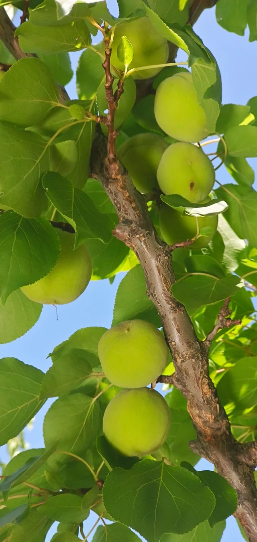 陕北清涧县青杏子孕妇专属 水果