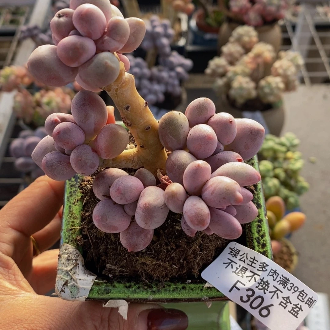 渼*汤圆306/6cm的肉