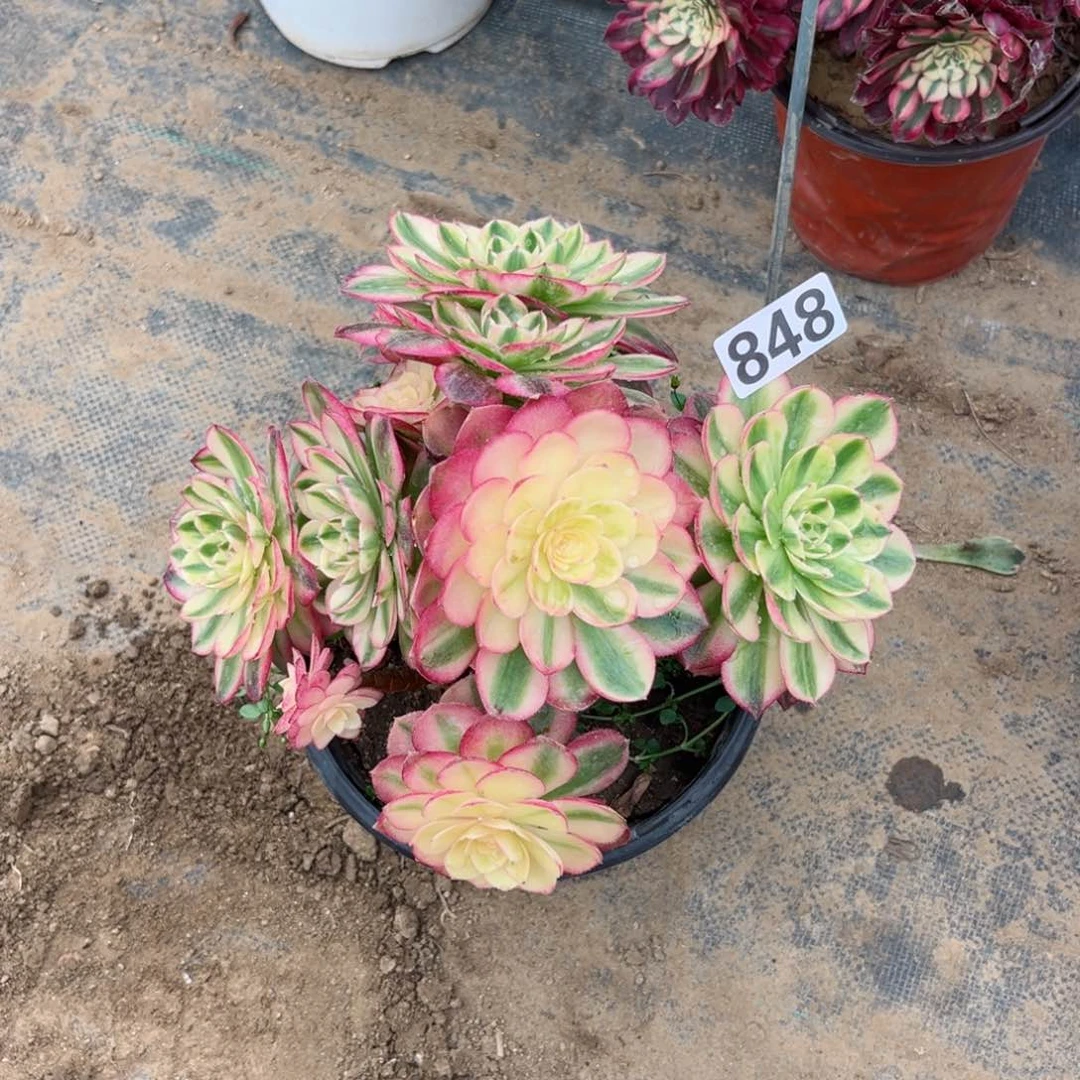 848倾城法师多肉植物