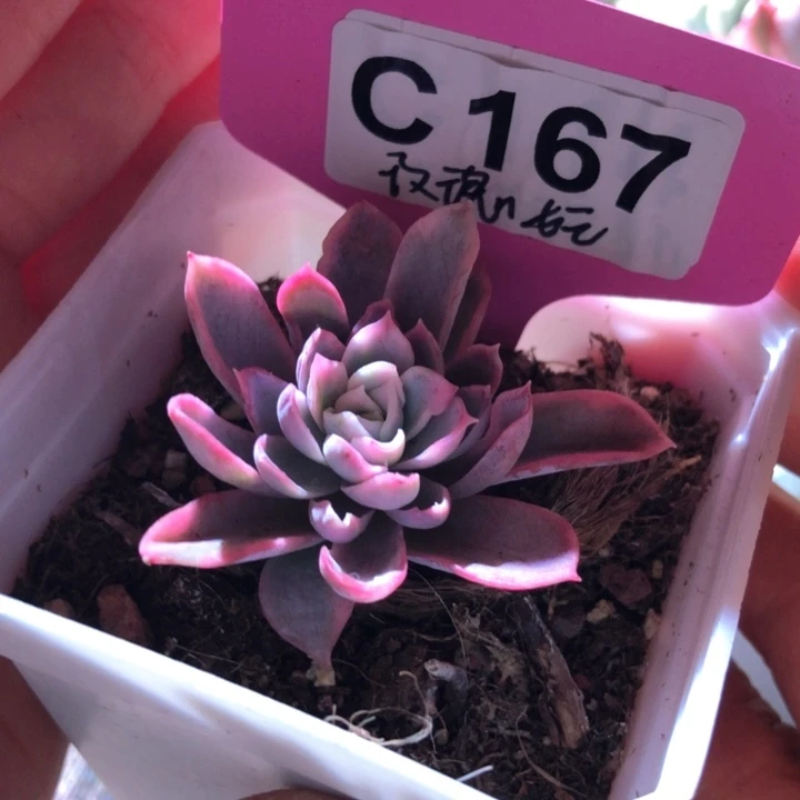 玫瑰女王覆轮锦有根