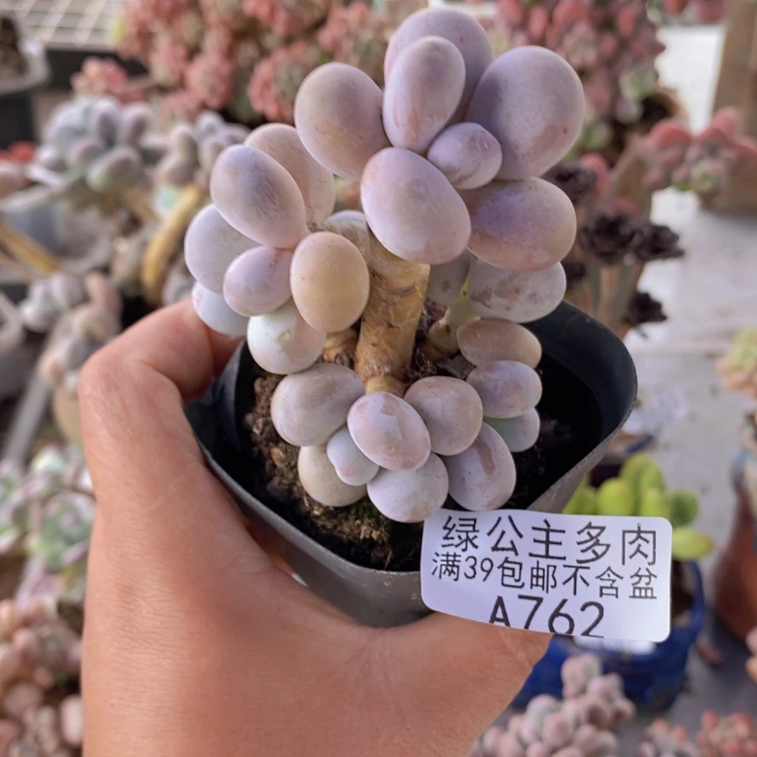 橙奶6cm762多肉植物