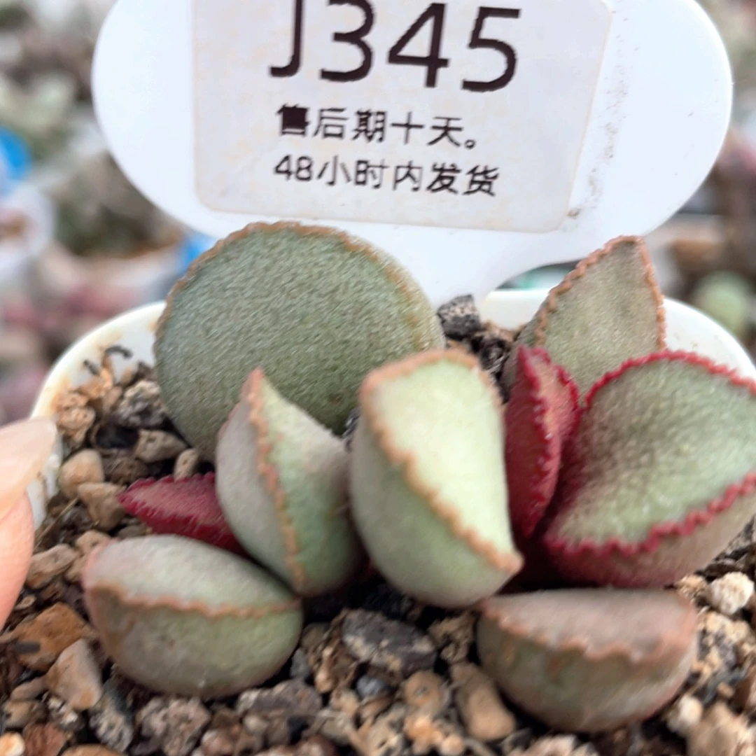 彩虹翼。    345。