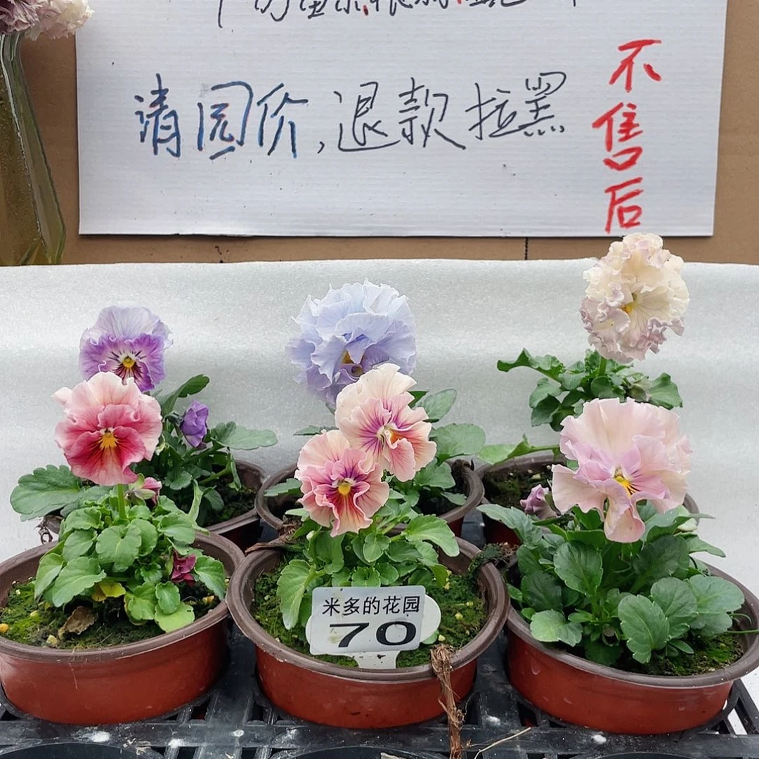 大部分花苞少量开放70