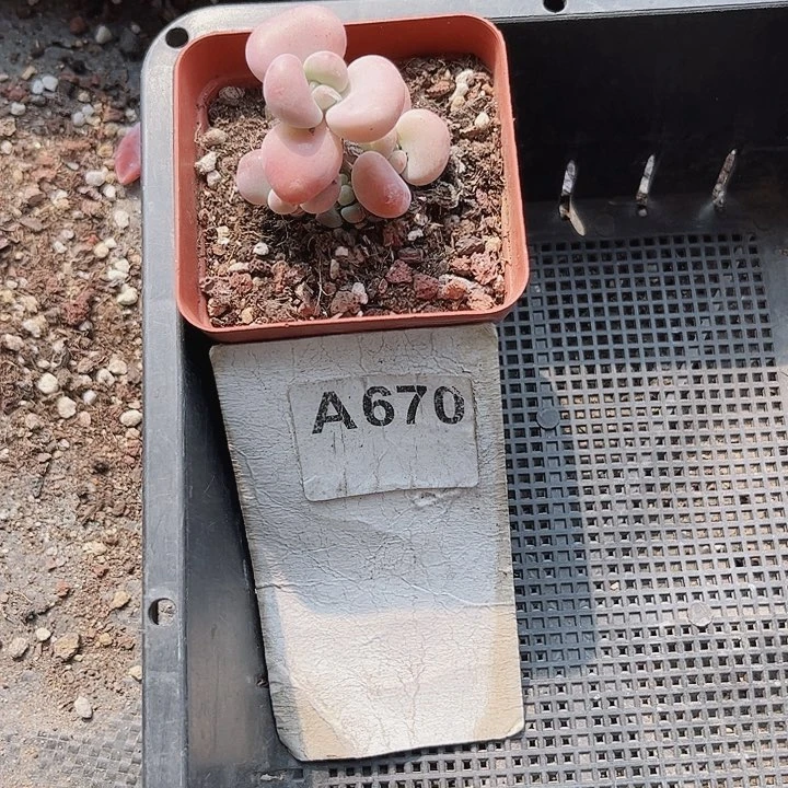 娇*v670密密麻麻密密麻麻