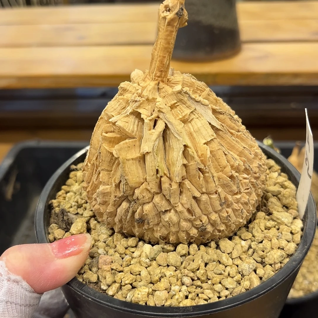 汤圆植物龟甲箩魔A22