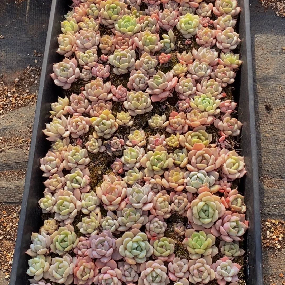 赵*黑041多肉植物纤维面膜的功效