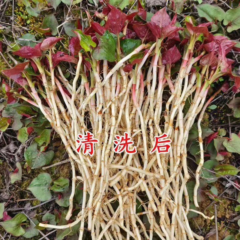 贵州高山坎坎上折耳根贵州现挖折耳根 叶子鱼腥草 嫩叶 嫩根根