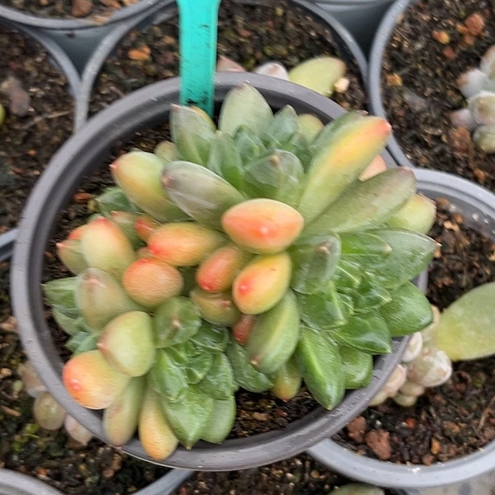 彩翼美人一物一拍415