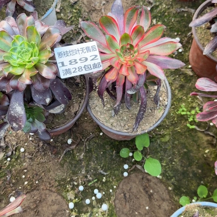 璞***豆1892三号棚两个组合A