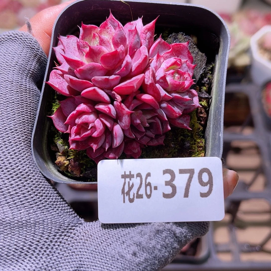 花26-379胭脂带仔