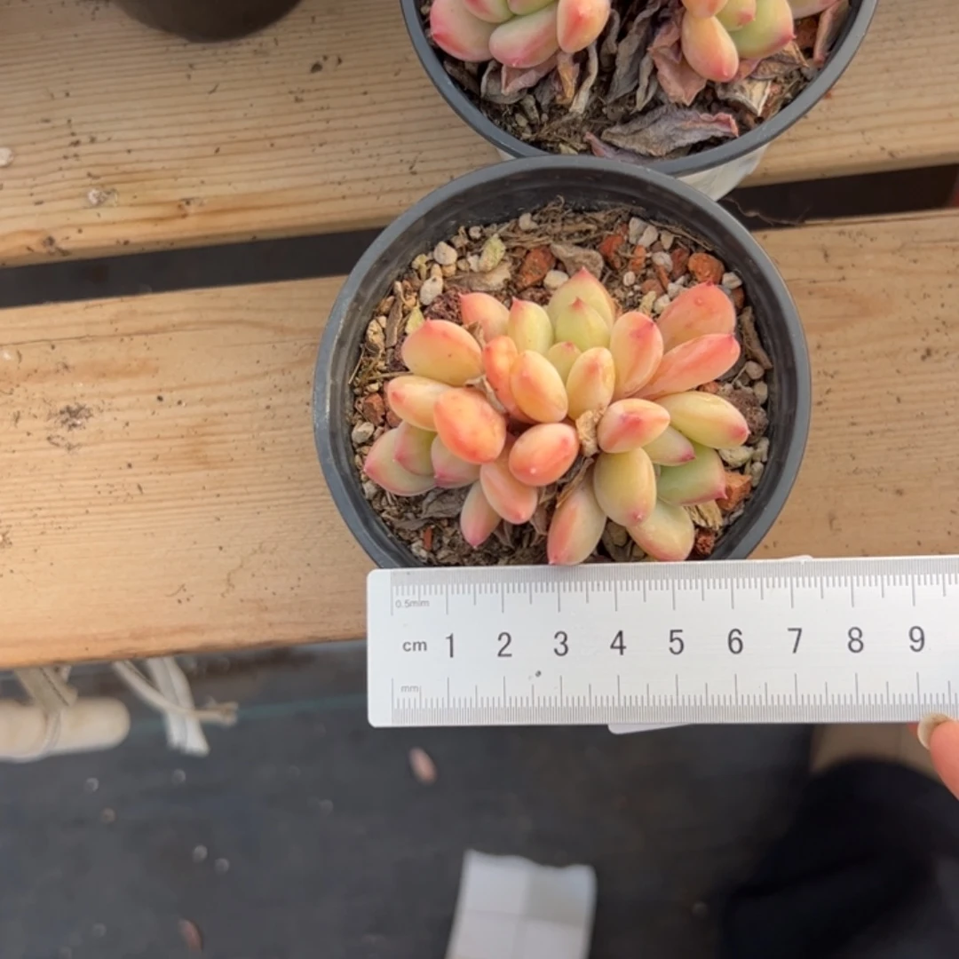 D****?291 多肉植物组合