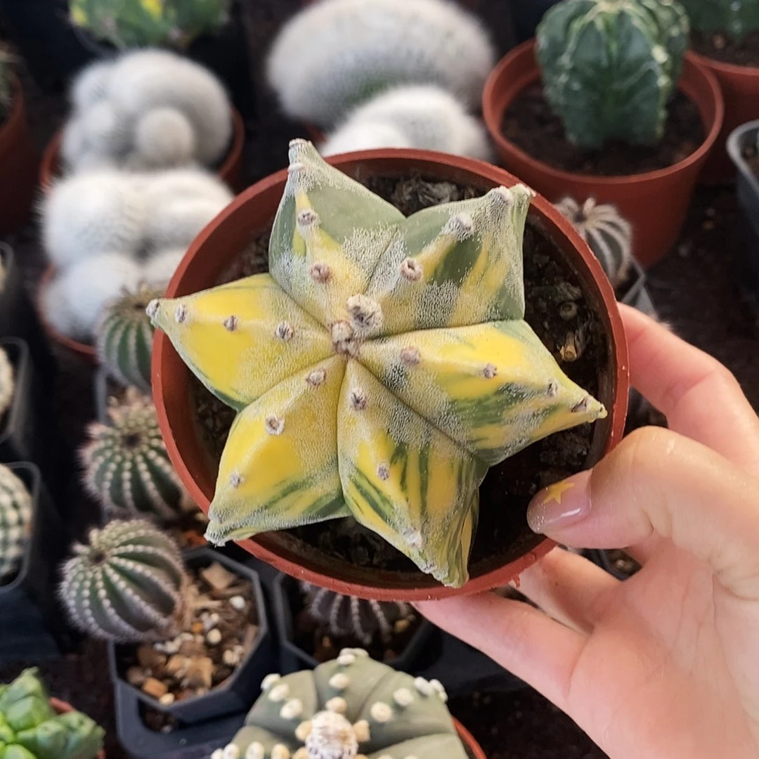 花花草草花花草草