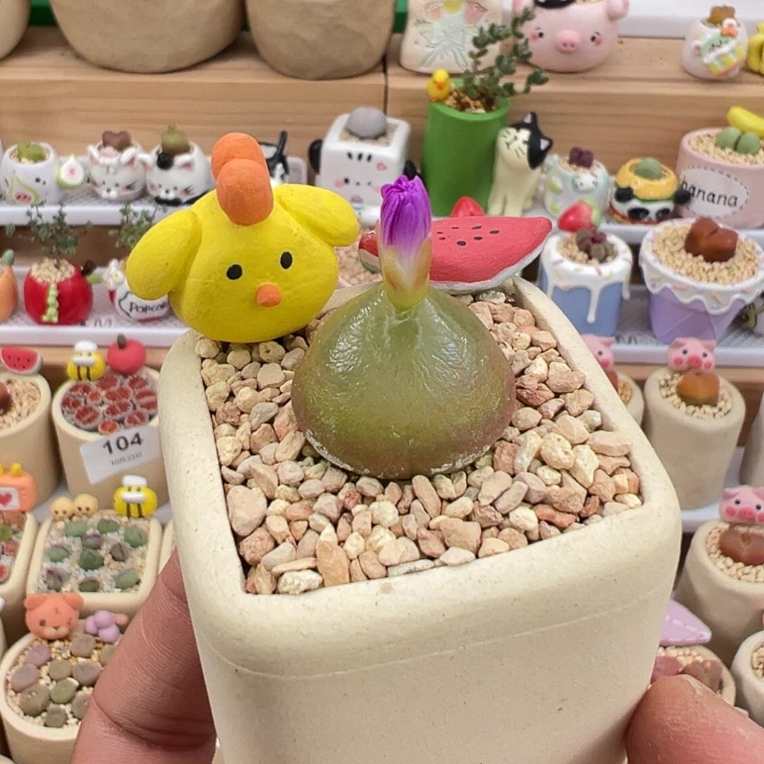 多肉植物实付9.9元包邮9号