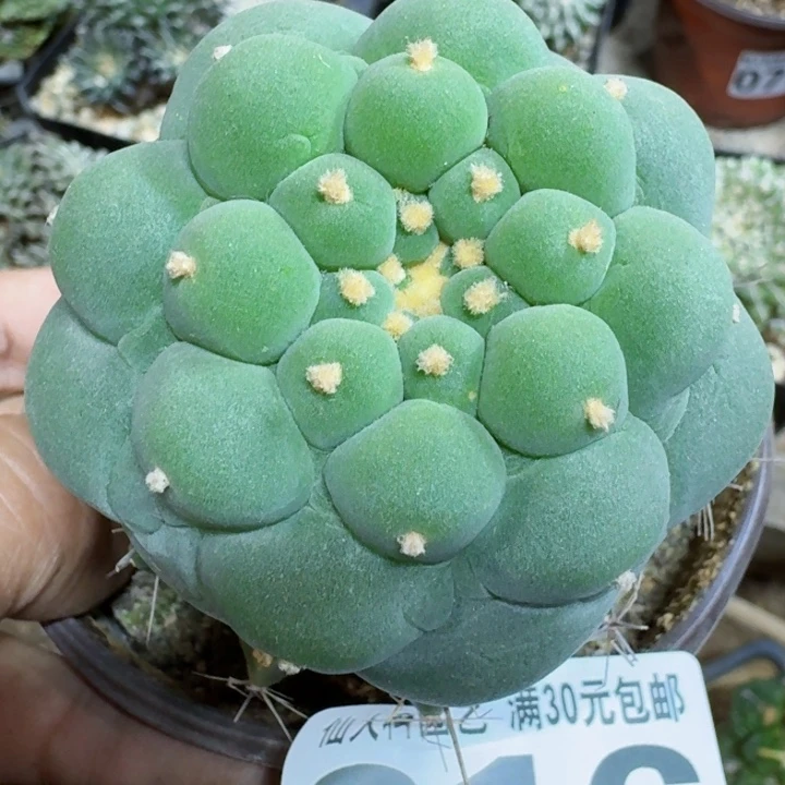 福利苗接大尤216