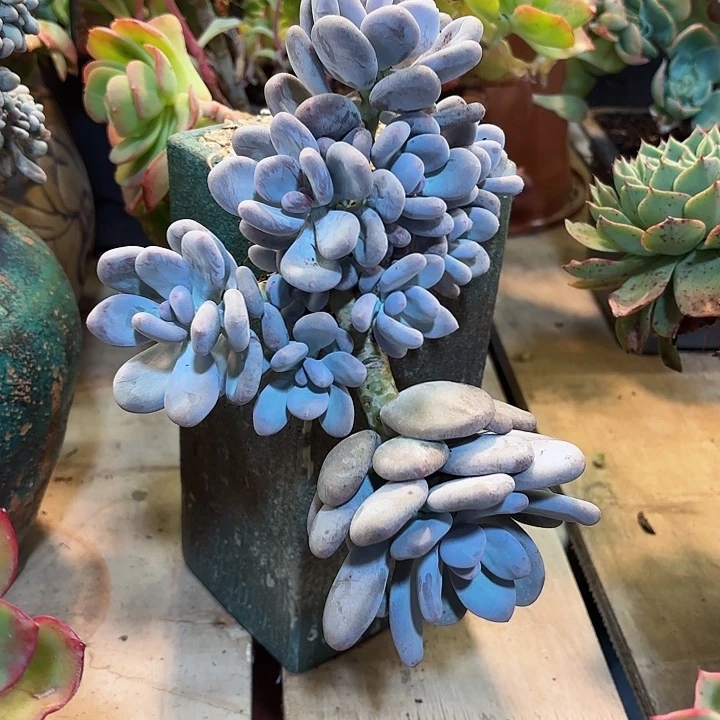 大叶奶一物一拍8号