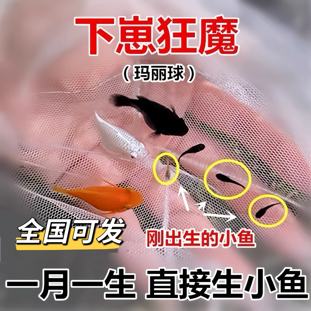 【30条玛丽鱼】胎生鱼活体玛丽鱼淡水观赏鱼清道夫繁殖孕母孔雀玛丽