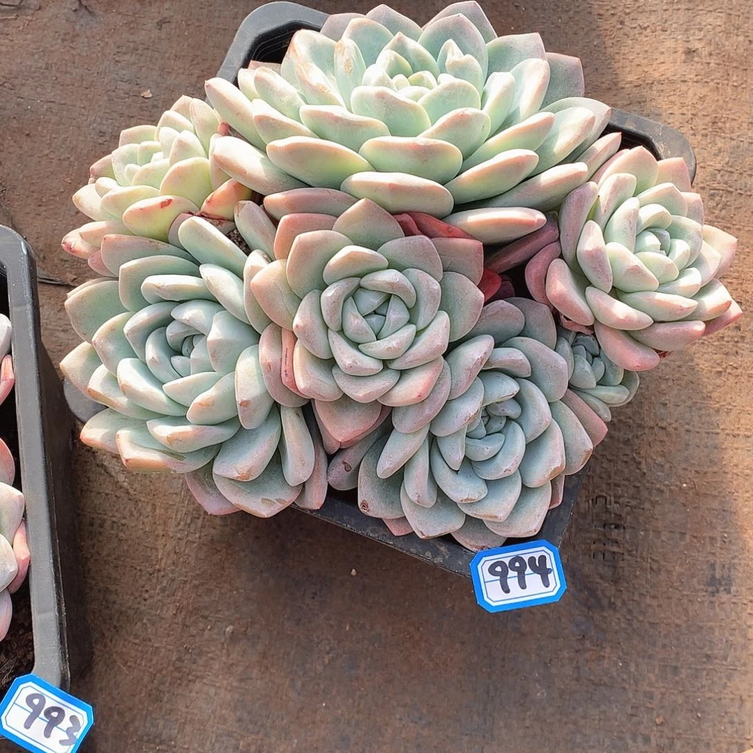 994冰玉 一物一拍多肉