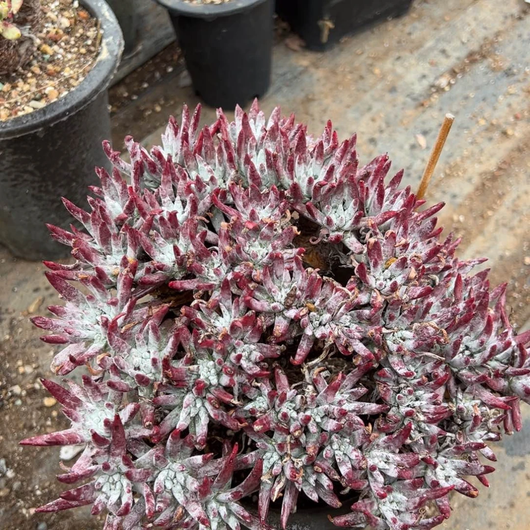 2783雪花哈哈哈哈哈哈哈哈