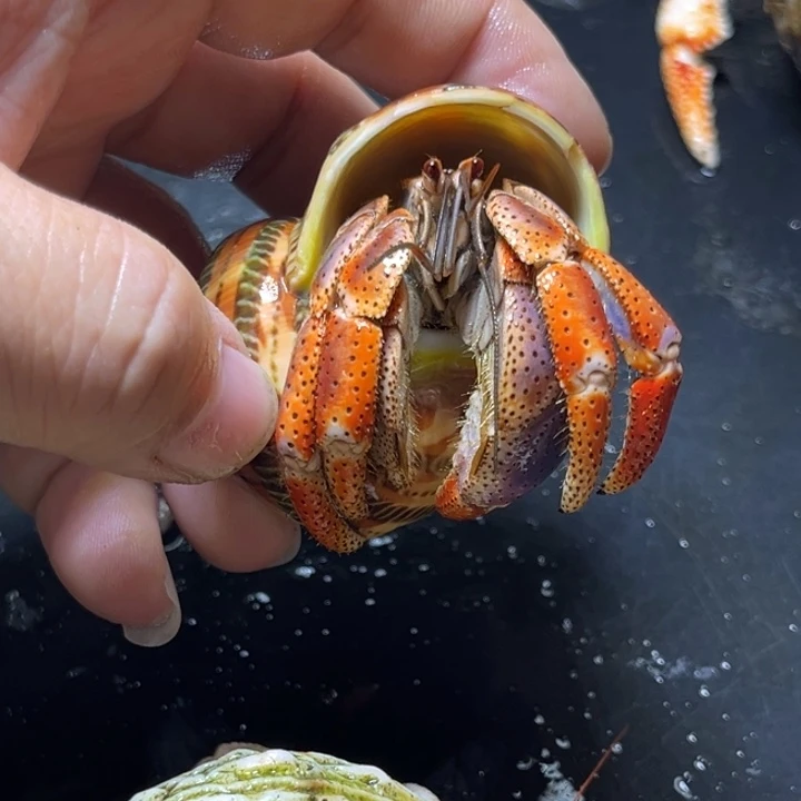 闪32号西伯2.9口径