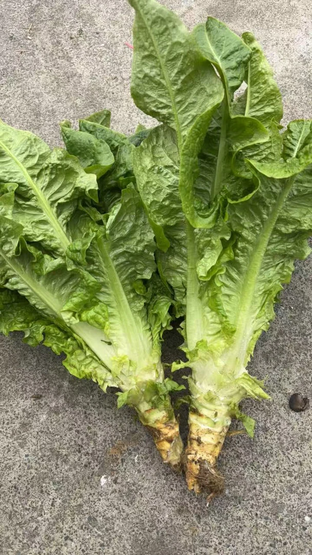 湖南湘西农家自种本地莴笋