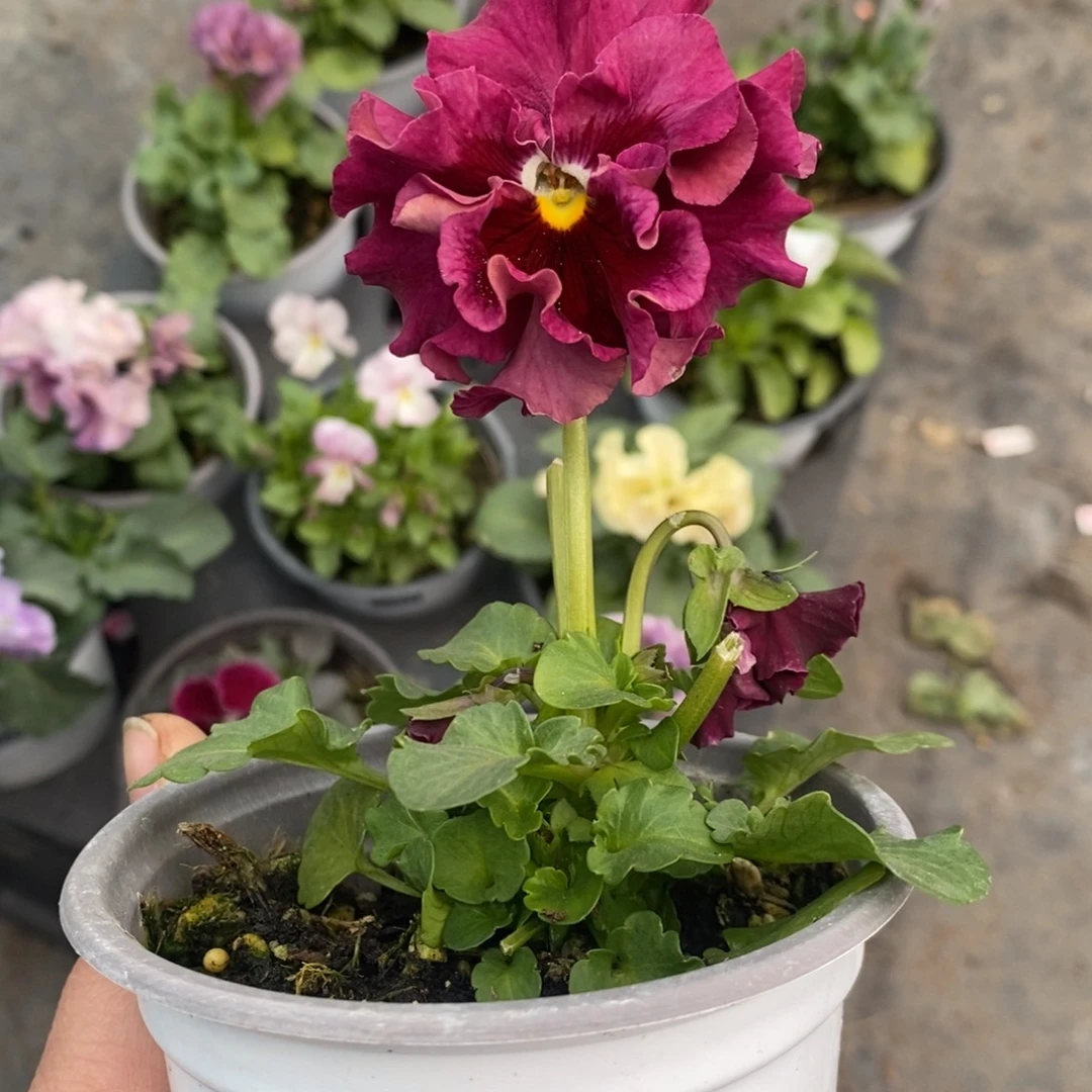 完全开放0074号不售后