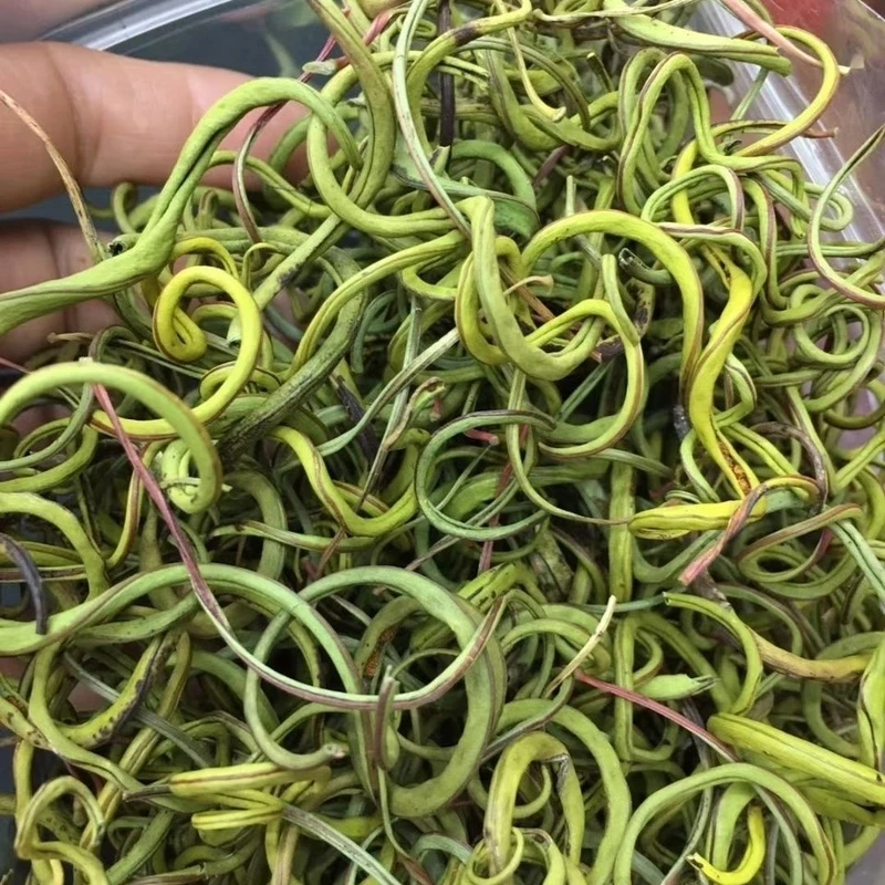 正宗长白山化石草肾精草茶天然黄金草泡水