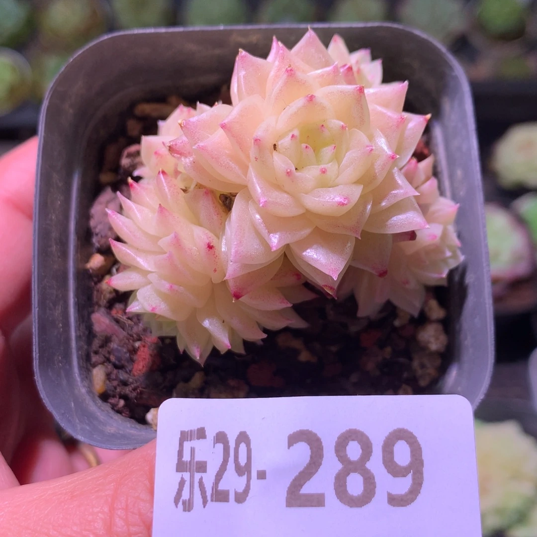 乐然29-289 幻影群