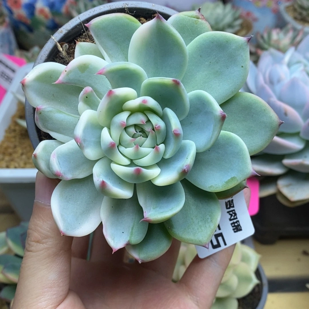 65单头吉娃娃锦覆轮锦